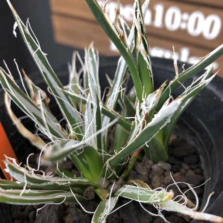agave    toumeyana《 樹氷》
