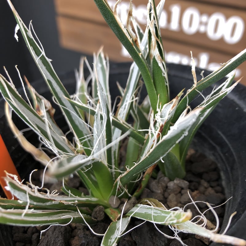 agave toumeyana《 樹氷》 | plants holic 