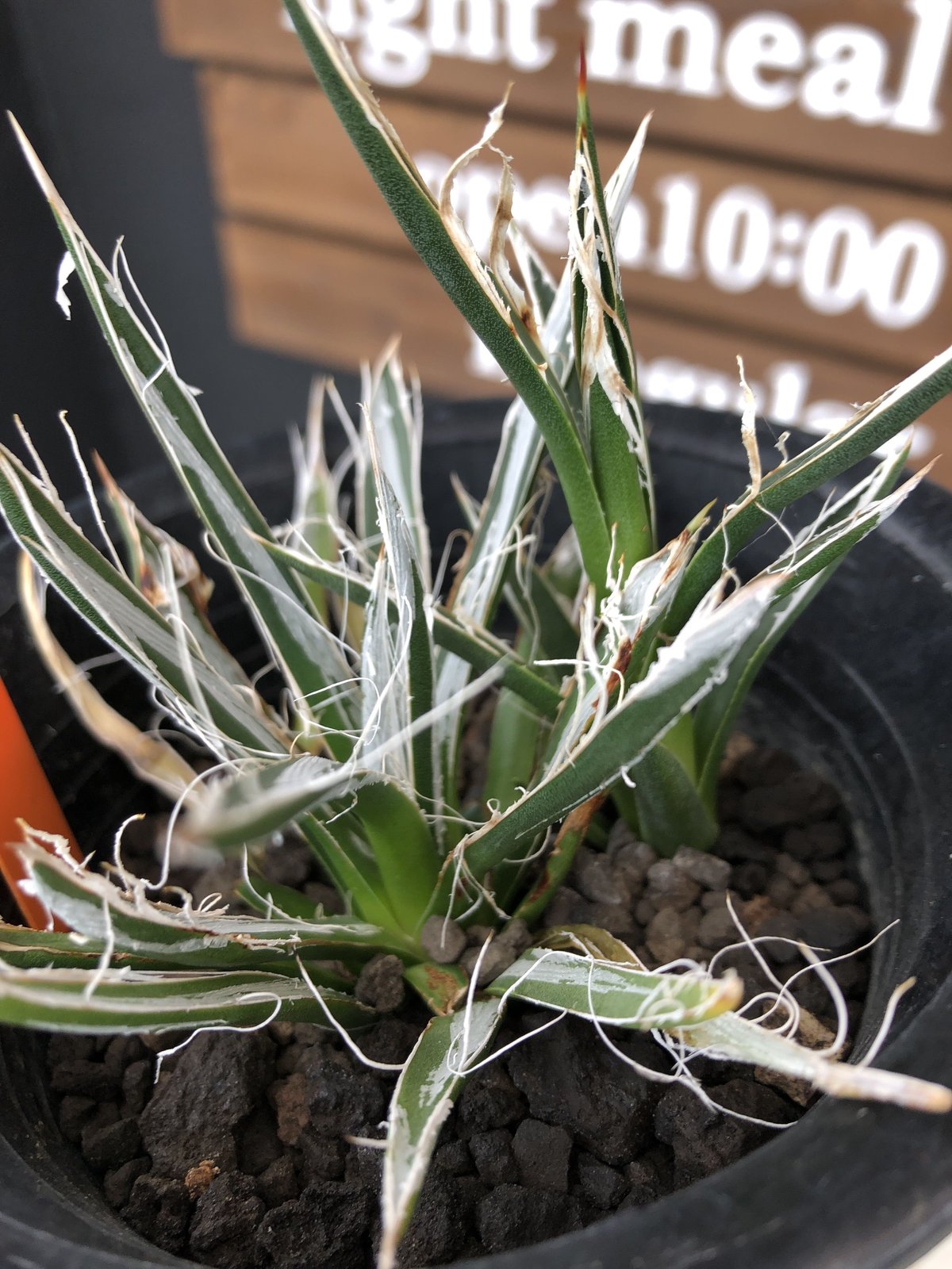 agave toumeyana《 樹氷》 | plants holic 