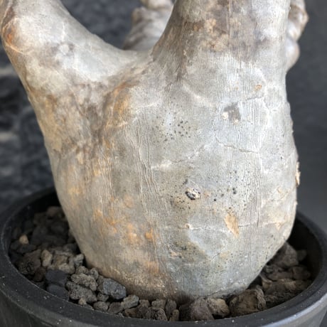 packypodium  gracilius《大きめM size》※現地球発根済株※店主国内管理4年株※枝数多くゴツゴツ感が堪らなくbalanceも大変良き激オススメ株※mad black pot植え