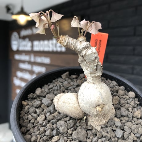 euphorbia cremersii《 L size》※現地球発根後店主国内管理2年株※極白肌なとびきり美しい塊根を持つbalance良き低重心株‼︎※mad black bowl pot植え