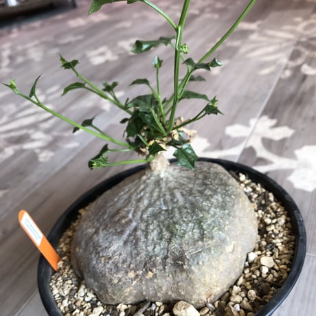 gerrardanthus   macrorhizus（L size）