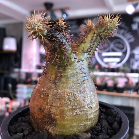 pachypodium  gracilius《小さめM size》※現地球発根済株※店主国内管理3年株※希少green &赤肌のアシンメトリーカラーなwild株‼︎※mad black pot植え