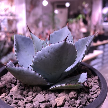 agave  pygmaea  dragon toes《M  size》※発根済株※店主国内管理2年株※良きcolor良きサイズ感‼︎極美株※mad black pot植え※限定2株