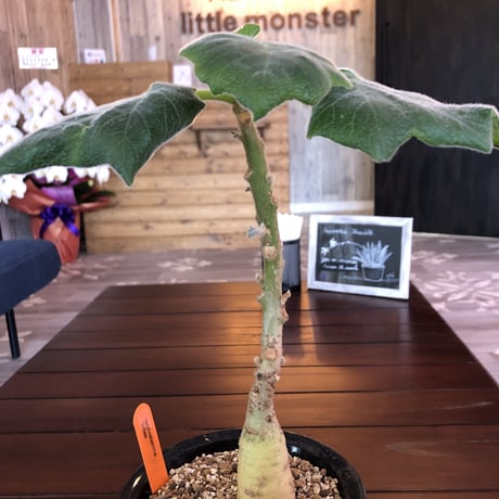 cyphostemma   juttae