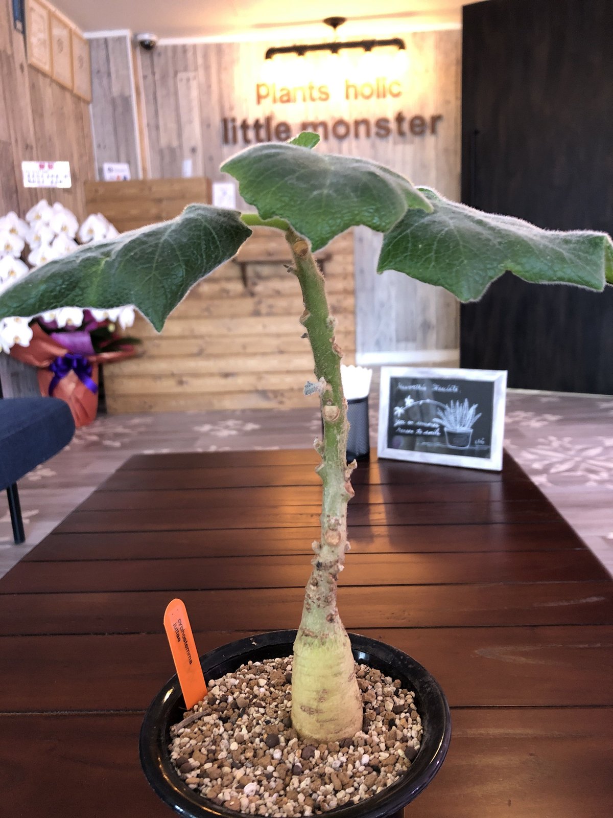 cyphostemma juttae | plants holic 