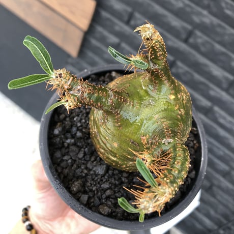 pachypodium  gracilius《M size》希少‼︎球体極green肌※現地球発根済株※かわいさmax球体樹形&極green肌な渾身の一株※mad black pot植え