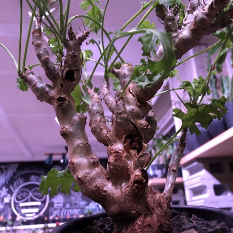 ペラルゴニウム　クリズミフォリウム　山伏天狗 isla del pescado - Pelargonium crithmifolium-山伏天狗