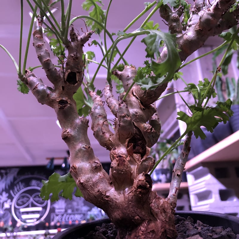 pelargonium crithmifolium《L size》枝だけでなく、塊根部分も