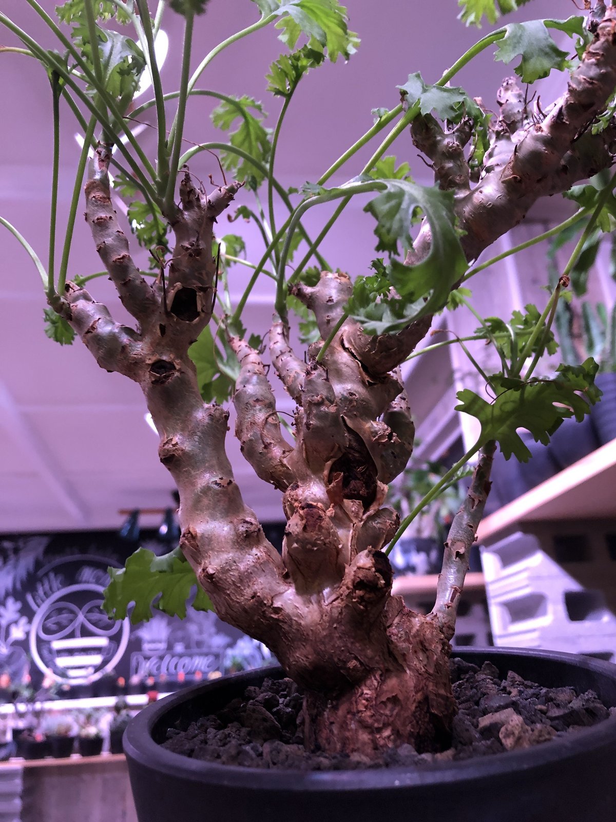 pelargonium crithmifolium《L size》枝だけでなく、塊根部分も