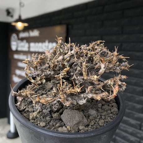 sarcocaulon  vanderietiae《大きめM size》※現地球発根後店主国内管理3年株※希少春秋型種‼︎weight低く枝間密な纏まり良き一株※mad black pot植え