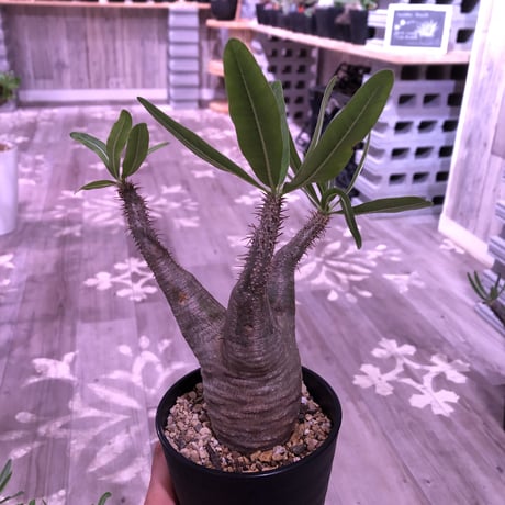packypodium  gracilius《M size》 ※現地球株  発根済み株‼︎  （限定13株）
