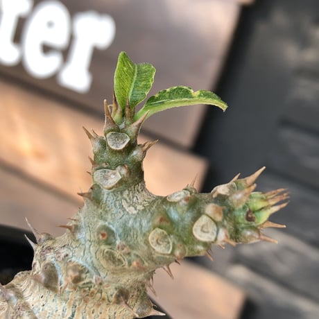 pachypodium windsorii《M size》※選抜littmon seed🌱※weight低き極ぼってり株元&枝振りも◎良樹形※mad black pot植え