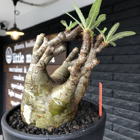pachypodium gracilius《小さめL size》※現地球発根後店主国内管理3年株※極balance樹形&半端なき躍動する枝振りが堪らない※mad black bowl pot植え