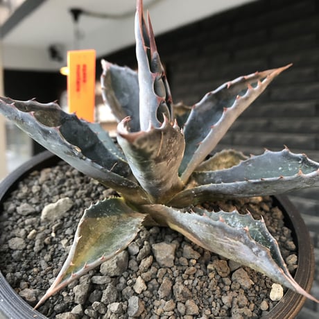 agave montana《M size》※現地球発根後店主国内管理2年株※葉色も深い青さのためblack感あるカッコいい一株※mad black bowl pot植え