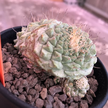 strombocactus  菊水《M size》3分頭株  希少3hed‼︎  ※店主管理国内６年株