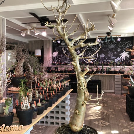 bursera fagaroides《 L L size》極太最高品質※現地球発根済株※店主国内管理6年株※厳つく極太唯一無二感強き渾身の一株※mad blown marble bowl pot植え