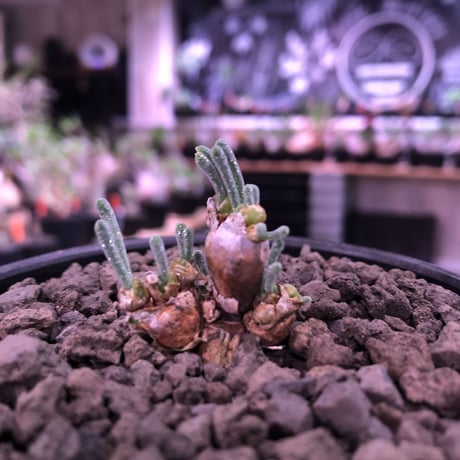 monilaria   pisiformis《SS  size》※現地球発根済株※モニラリア属　（最上位激希少種）※冬型caudex‼︎   ※mad black bowl pot植え