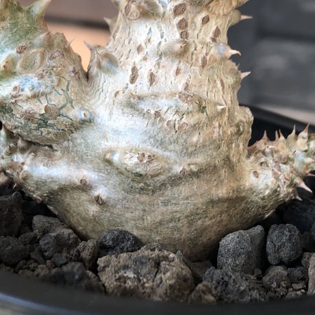 pachypodium windsorii《M size》※選抜littmon seed🌱※weight低き極ぼってり株元&枝振りも◎良樹形※mad black pot植え