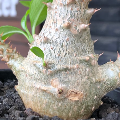 pachypodium windsorii《M size》※選抜littmon seed🌱※weight低き極めてぼってり株元&良枝振樹形※black pot植え