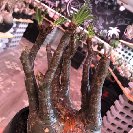packypodium  gracilius《L size》※現地球発根済株※ぼってり‼︎更に特異性とし大変細枝多数展開‼︎しなやかな躍動感を感じる選抜グラキ※mad black bowl pot植え