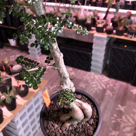 opercullicarya   decaryi  littmon  seed🌱《7年株》※長きに渡り育て管理、幹のボコボコ強きパワータンクもゴツいオススメ株※mad  black  pot植え