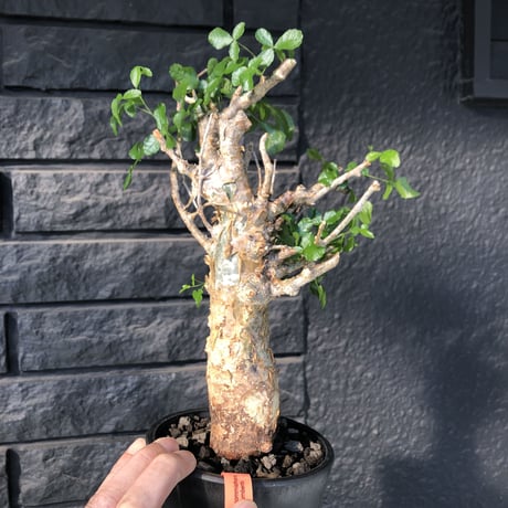 commiphora   humbertii《 M  size》※発根芽吹き済み株‼︎ ※wildな一際異彩を放つ大変綺麗な美株フンベルティー‼︎※mad black pot植え
