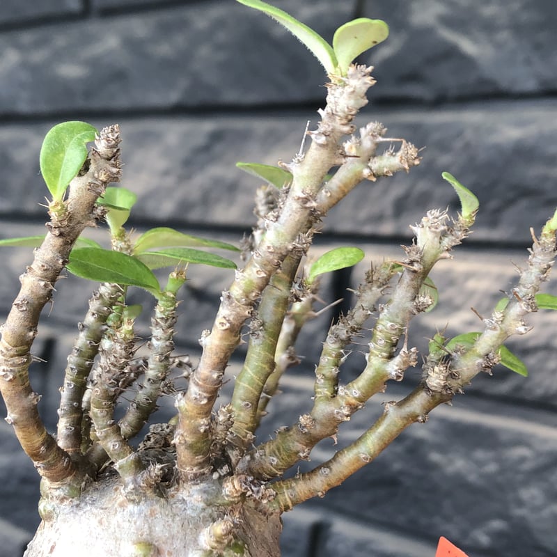 pachypodium bispinosum 《小さめM size》※現地球発根後店主国内