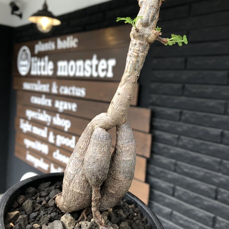 operculicarya decaryi  littmon seed🌱 《5年株》※極太幹にボコボコ感強く選抜株‼︎枝もパワータンクも太く良株※mad  black  pot植え