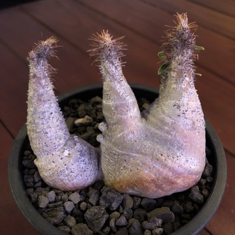 packypodium  gracilius《 M size》W-he'd※現地球発根済※white colorが綺麗な二分頭グラキ‼︎樹形含め堪らぬかわいさ※mad black pot植え
