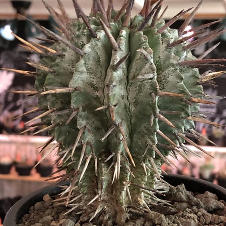 euphorbia horrida《大きめM size》※現地球株発根済※とびきりまん丸な可愛すぎる良樹形‼︎※mad black pot植え