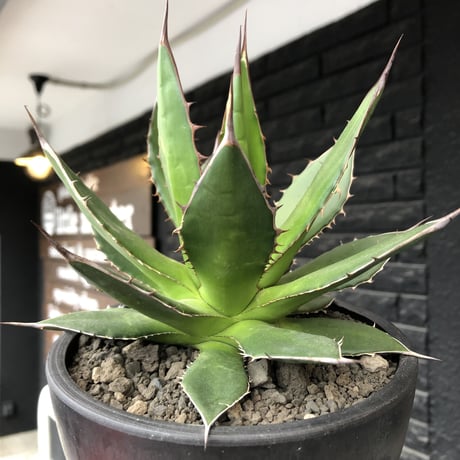 agave horrida《大きめM size》※現地球発根後店主国内管理2年株※締まり&樹形balance良きホリダ※mad black bowl pot植え