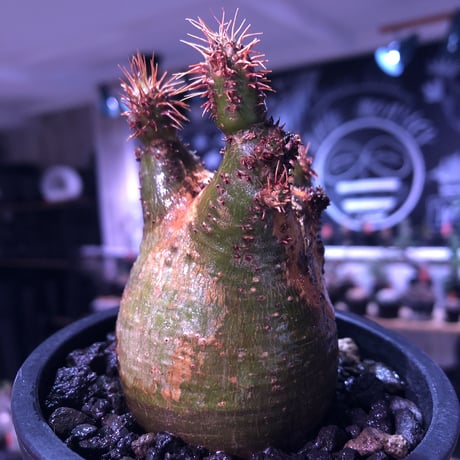packypodium  gracilius《S size》驚愕株※現地球発根済株※店主国内管理2年株※現焼けマミれな上、左半面green肌‼︎右半面red肌エグい一株※mad black pot植え