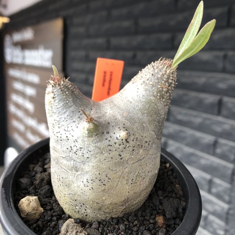 pachypodium gracilius《大きめS size》※極短枝ぼってり株※現地球発根後店主国内管理3年株※極めて短枝且つツルツル肌のぼってりトトロ樹形※mad black pot植え