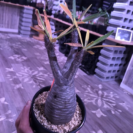 packypodium  gracilius《M size》※現地球株発根済み株‼︎  ※紅葉が綺麗なbalance良きグラキ※限定１株