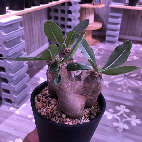 packypodium    roslatum var. eburneum（M  size） ※現地球   発根済み株