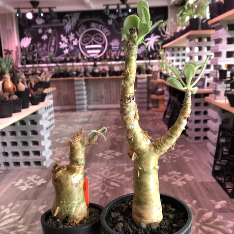 極太　チレコドン　パニクラーツス　阿房宮　塊根植物 約30cm 極太 チレコドン パニクラーツス 阿房宮 塊根植物 約30cm
