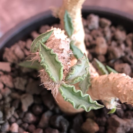 euphorbia tulearensis《M size》※枝も肉厚で太くかっこ良く塊根も丁度良きサイズ感のおすすめ株‼︎美しく希少性激高塊根ユーフォルビア※mad black pot植え