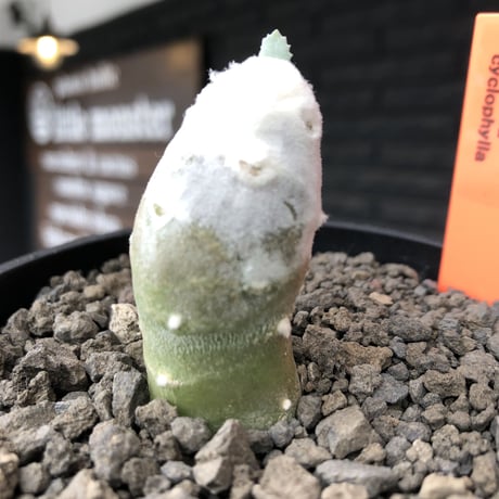 othonna   cyclophylla《大きめS size》※littmon seed🌱※白く丸々とした可愛さからの今後の成長と表皮の変色も楽しめる一株※mad black bowl pot植え