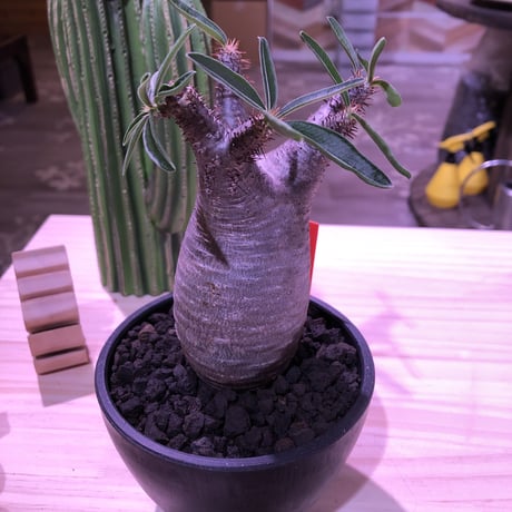 packypodium  gracilius《大きめS size》※現地球発根済み株‼︎  （限定1株）※全面A面なかわいいbalance良きグラキ※mad black bowl pot植え