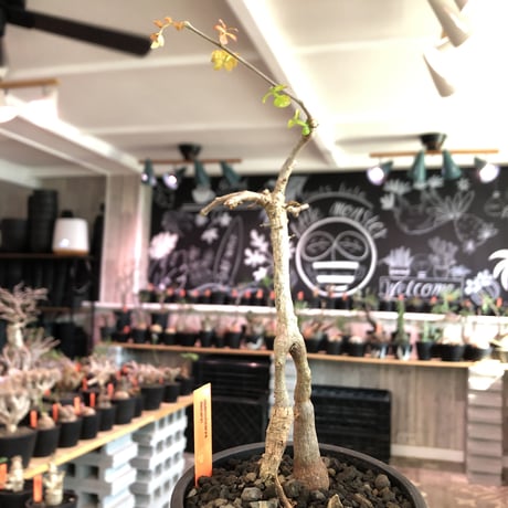 operculicarya decaryi  littmon seed🌱 《3年株》※成長早く感じ育てられる上、幹上がり仕立てのインテリア性高き一株※mad  black  pot植え