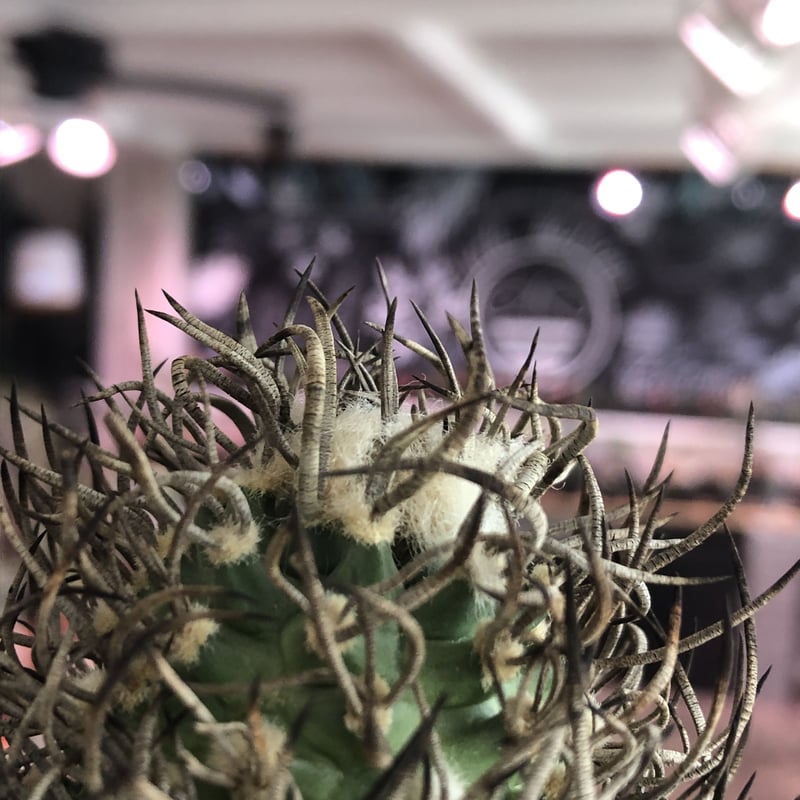 turbinicarpus 昇竜丸《大きめM size》※littmon seed9年株※選抜