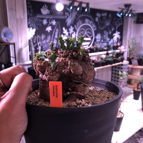 euphorbia    clavigera《激希少》M size