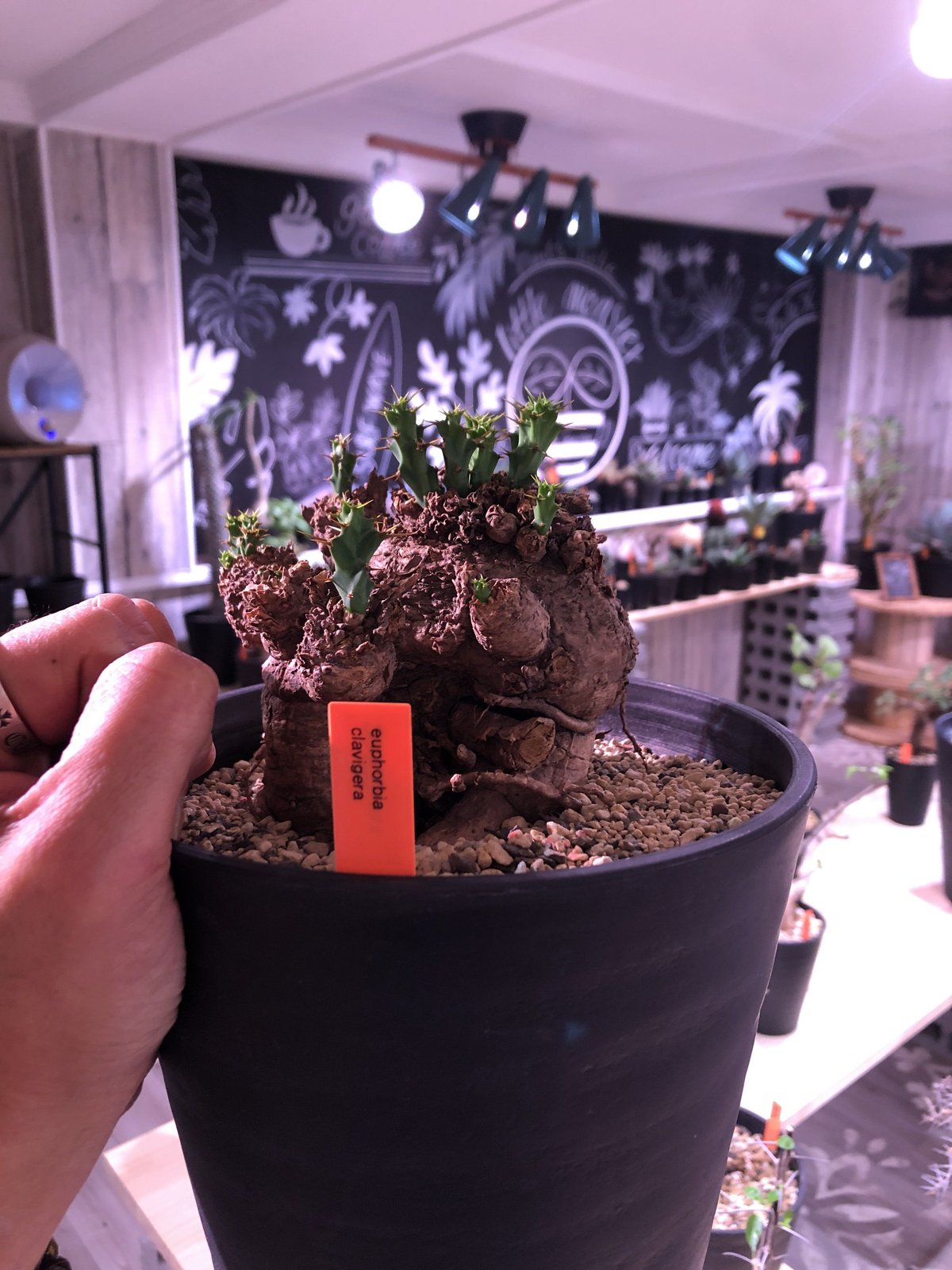 ユーフォルビア　クラビゲラ　現地球　Euphorbia clavigera ユーフォルビア クラビゲラ 
