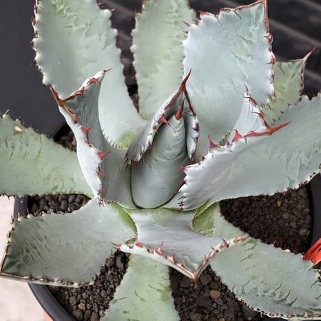 agave guadalajalana《L size》※現地球株発根済※大きめ且つ締まり良き美しい選抜株※mad black bowl pot植え