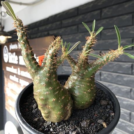 pachypodium gracilius《M size》希少green肌&W-he'd株※現地球発根後店主国内管理2年株※強いgreen肌とぼってり株元な選抜株※mad black pot植え
