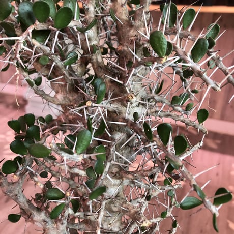 alluaudia    comosa《L size》※現地球発根済み株‼︎※balance良き単頭立ちコモサ‼︎ ※店主管理国内1年株‼︎　※希少株‼︎