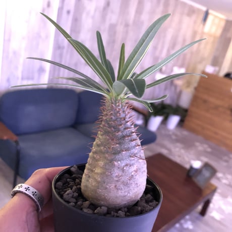 packypodium  gracilius《S S  size》※現地球株  ※発根済み株‼︎  でっぷりor赤肌