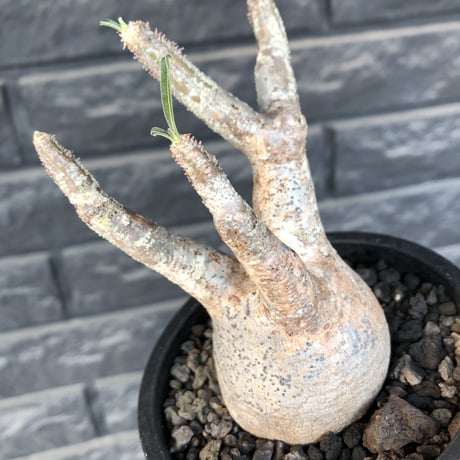 pachypodium gracilius《大きめS size》現地焼け肌※現地球発根済株※店主国内管理2年株※荒肌質＆身体に見合わない太枝が強靭さ威勢良さ感じる一株※mad black pot植え