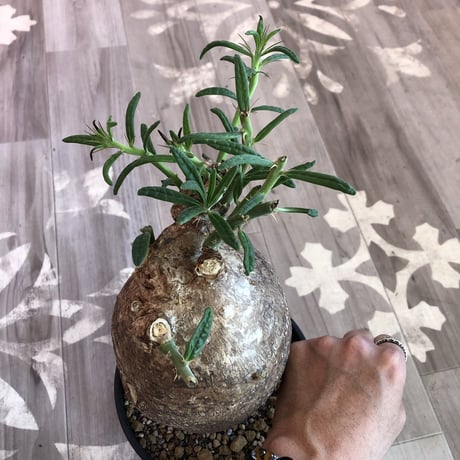 packypodium  succulentum《L L size》希少size‼︎大株！！